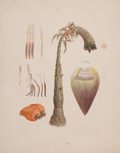 Ensete Ventricosum by English School